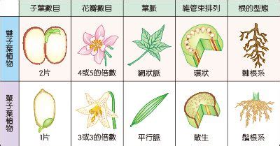 百合是單子葉還是雙子葉|百合科植物特徵